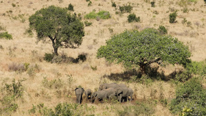 热带草原上的非洲大象园17秒视频
