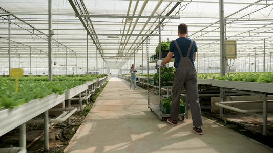 种植蔬菜现代技术的温温室农耕户种植蔬菜视频