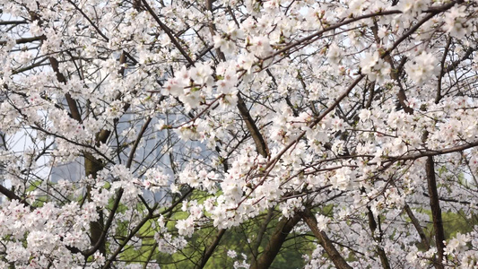 武汉东湖樱花园东京樱花白樱花绽放视频