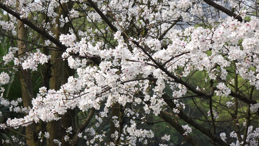 武汉东湖樱花园东京樱花白樱花绽放视频