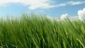 绿麦在风中摇摆24秒视频