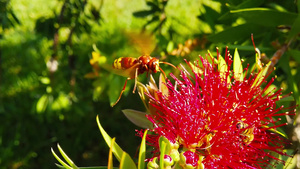 红色花上的东方红黄蜂17秒视频