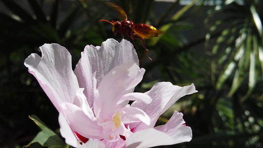 白青花1号上的东方角蜂慢动作视频