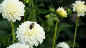 黄色的黄蜂从大丽花花朵中采摘出花蜜11秒视频