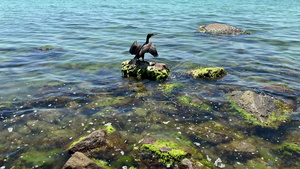 鸟儿坐在海中石头上张开翅膀野兽干羽毛动物干羽毛13秒视频