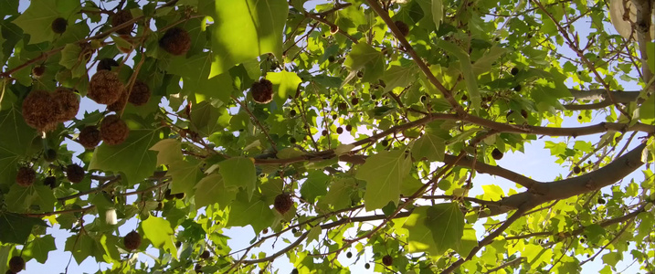 太阳穿过树枝无定形视频