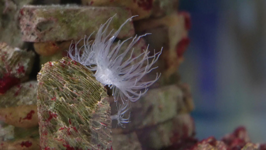 长长的触手海葵珊瑚海洋生物视频