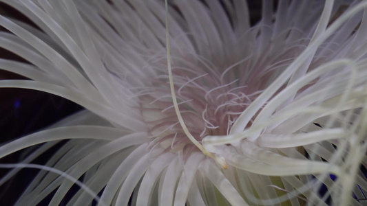 长长的触手海葵珊瑚海洋生物视频
