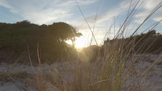 日落时在海边沙滩逆光下的草木视频