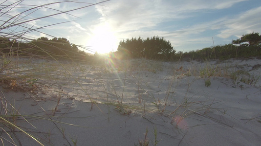 日落时在海边沙滩逆光下的草木视频