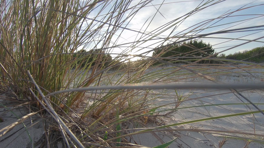 黄昏时沙滩沙丘上风吹着一棵马拉姆草丛视频