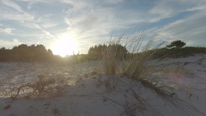 日落时在海边逆光下的草木18秒视频