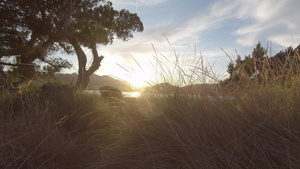 日落时在沙滩海草植被中行走14秒视频