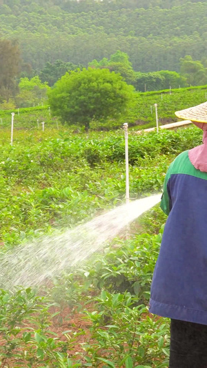 51劳动人民茶农浇水植物26秒视频