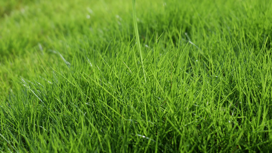 绿油油的草地草坪嫩绿绿草地视频