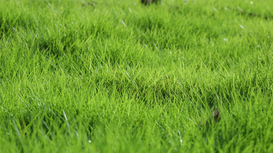 绿油油的草地草坪嫩绿绿草地视频