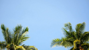 棕榈椰子树冠与蓝色的阳光晴朗的天空16秒视频