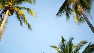 棕榈椰子树冠与蓝色阳光晴朗的天空视角对比16秒视频