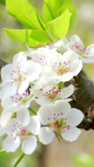 实拍春天盛开的梨花视频素材48秒视频