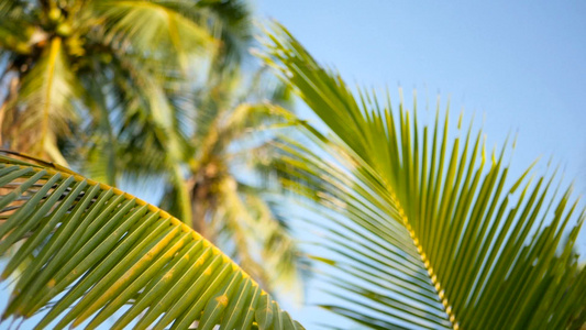 棕榈椰子树冠与蓝色的阳光晴朗的天空视频