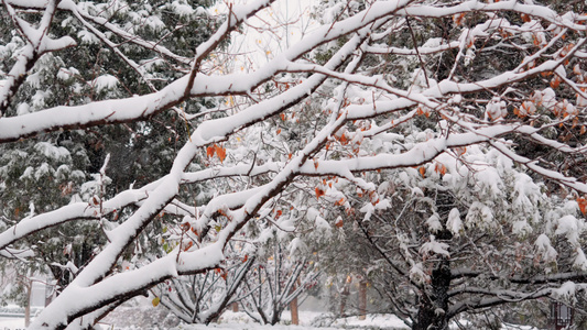 4k冬季雪天树木视频