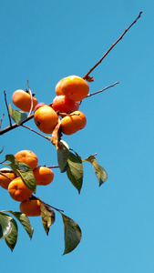 压满枝头的果实秋季丰收柿子采柿子视频