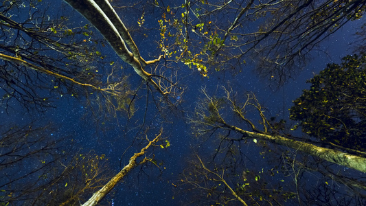 恒星在夜间与树一起移动视频