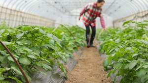 大棚里查看蔬菜的农民19秒视频