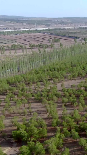 航拍绿色茂密的胡杨林大自然128秒视频