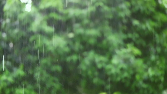 白天的雨有柔软的焦点背景绿树视频