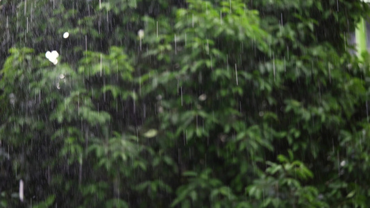 白天的雨有柔软的焦点背景绿树视频