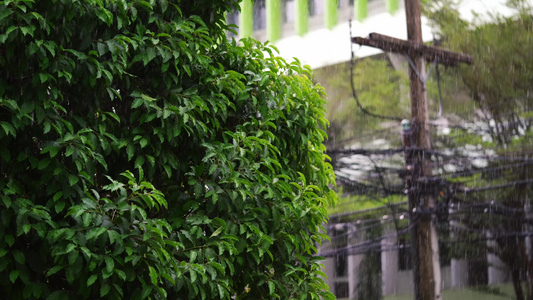 白天的雨有柔软的焦点背景绿树视频