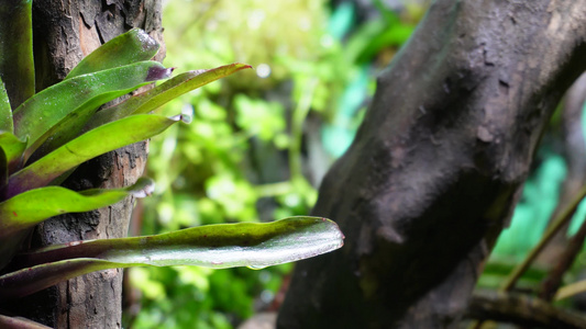 观赏雨林缸造景热带植物视频