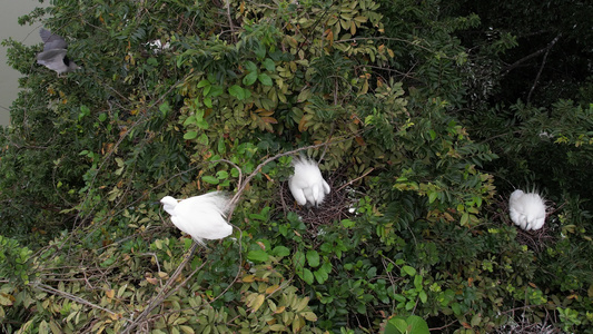 树上鸟窝的白鹭航拍视频