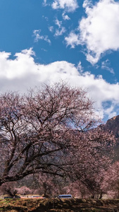 西藏林芝5A景区索松村桃花延时蓝天白云视频