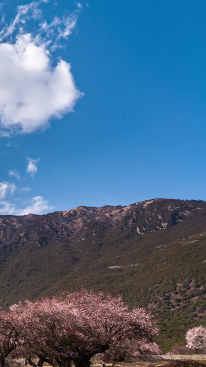 西藏林芝5A景区索松村桃花延时桃花村13秒视频