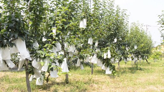 翠冠梨种植园区视频