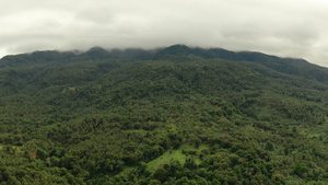 山上覆盖雨林菲利平斯19秒视频