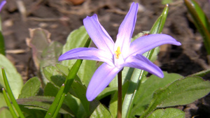 花朵上的七星瓢虫9秒视频