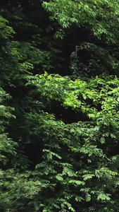 航拍5A云台山风景区潭瀑峡景观区视频风景名胜视频