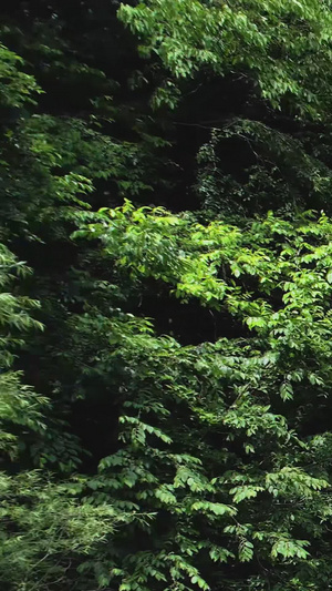 航拍5A云台山风景区潭瀑峡景观区视频风景名胜46秒视频