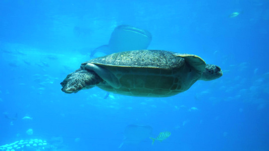 海洋馆海洋生物视频