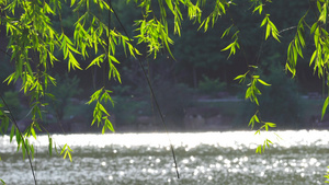 4k柳树湖景11秒视频