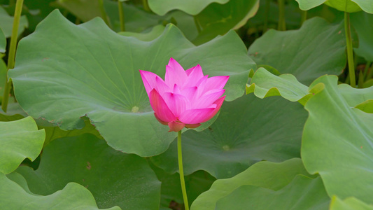 荷花特写镜头视频