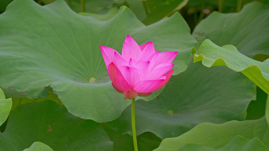 荷花特写镜头视频