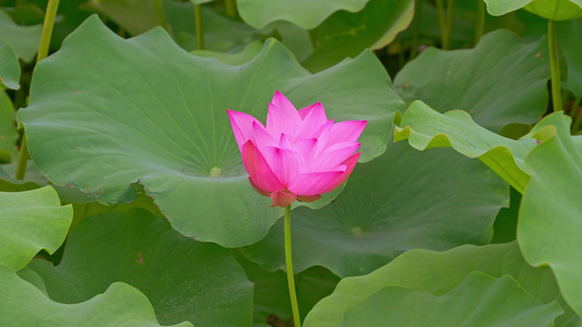 荷花特写镜头视频