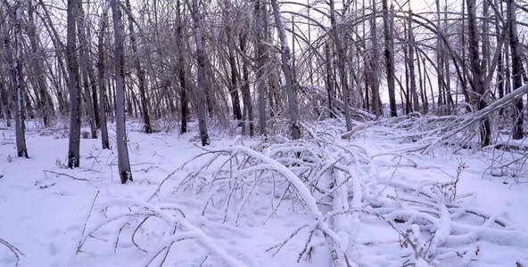 雪地树林视频