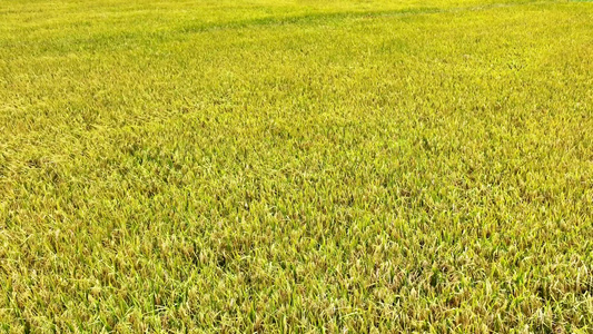 航拍金色的水稻田风吹动金色的水稻丰收的季节视频