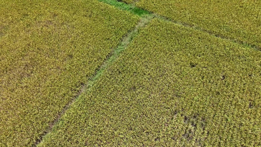 航拍金色的水稻田风吹动金色的水稻丰收的季节视频