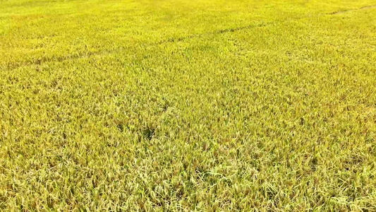 航拍金色的水稻田风吹动金色的水稻丰收的季节视频